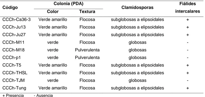 Tabla 10. Características culturales y morfológicas de 10 cepas de  Trichoderma spp. aisladas de  suelo