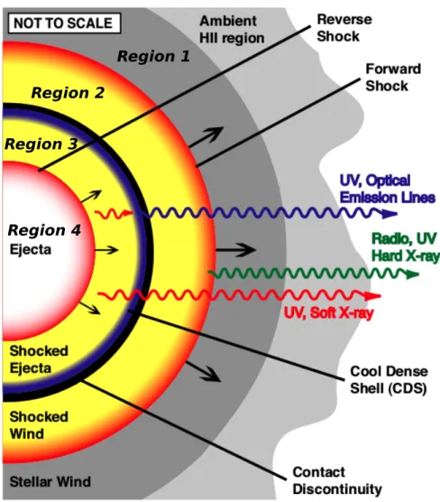 Figure 1.1: One-dimensional cartoon scenario of the CCSNe explained in § 1.1. Four different zones are noted withg numbers: (1) unshocked CSM, (2) CSM shocked by a forward shock, (3) SN ejecta shocked by a reverse shock, and (4) freely expanding SN ejecta