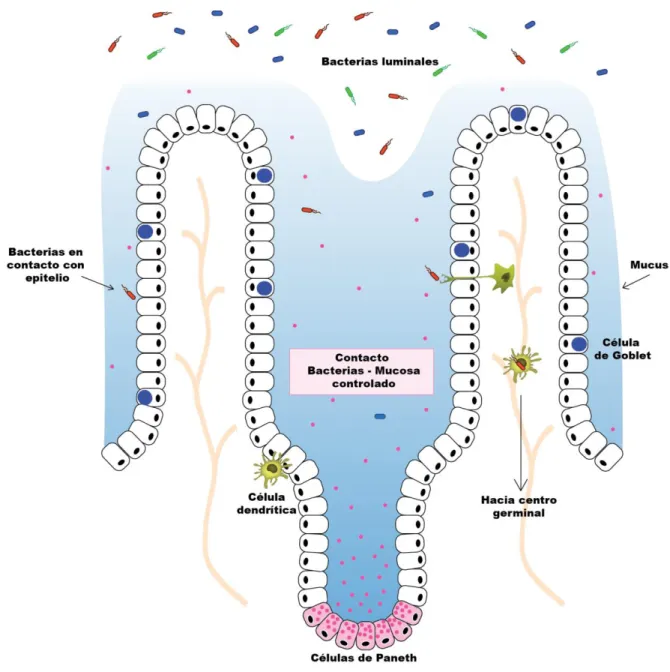 Figura  1.2.  Representación  del  papel  de  las  células  de  Paneth  en  el  control  de  la  población  bacteriana