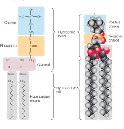 Figure 1.1.2: Representation of a phospholipid molecule. The very distinctive structural property of this molecules are the hydrophilic polar ’head’ group and the hydrophobic hydrocarbon ’tails’ (figure adapted from [12])