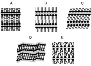 Figure 1.1.4: Schematic of several lamellar phases in hydrated lipid bilayers: (A) Subgel L c ; (B) gel (untilted chains) L β ; (C) gel (tilted chains) L β 0 ; (D) rippled gel P β 0 ; (E) liquid crystalline L α (Adapted from [16]).
