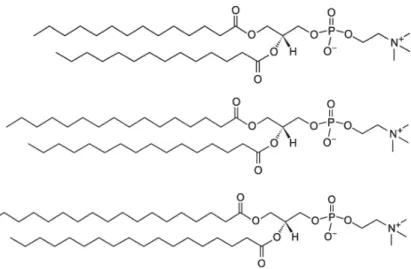 Figure 1.1.5: Phosphatidylcholine molecules. From top to bottom: DMPC, DPPC and DSPC (adapted from [22]).