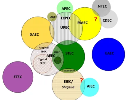 Figura 2. Diagrama ilustrativo de las relaciones entre los diferentes patotipos de E.  coli que  causan  enfermedades  en  animales  y  humanos  (según  Maroto  2006 modificado de Donnenberg, 2002).