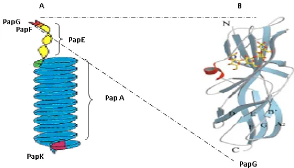 Figura  5. Estructura  de  las  fimbrias  P.  A- Representación  esquemática  de  los componentes  de  la  fimbria