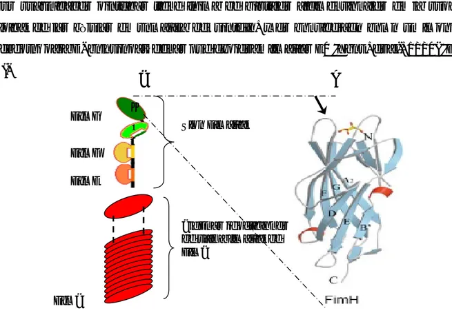 Figura  6. Estructura  de  las  Fimbrias  F1.  A-Diferentes  componentes  fimbriales.