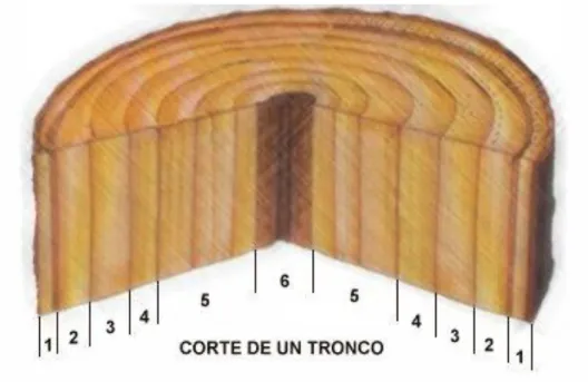 Fig. 1.1. Estructura del tronco. (Guzmán, 1990). 
