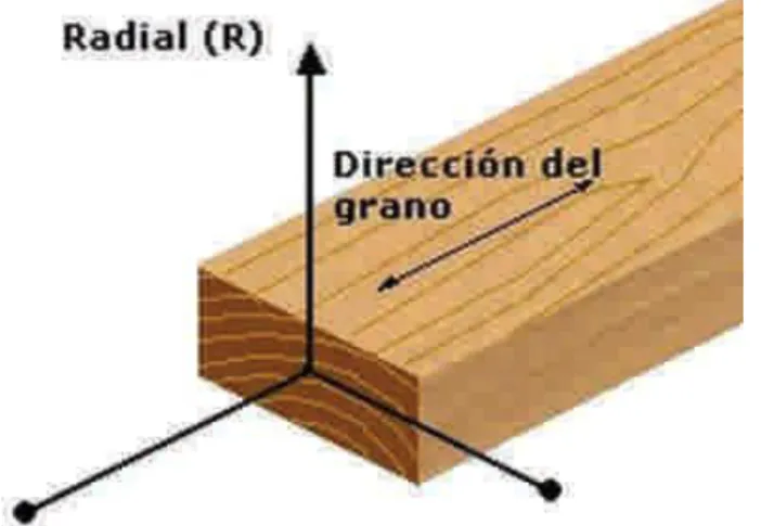 Fig. 1.3. Eje radial en una pieza de madera. (Guzmán, 1990). 