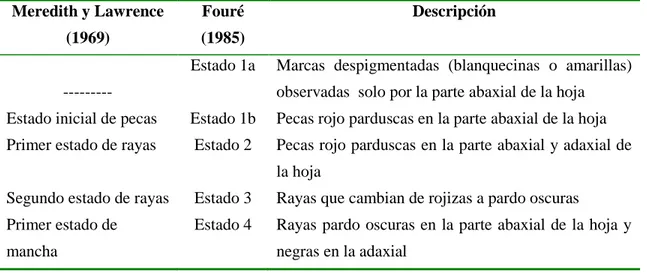 Tabla  1.  Estadios  de  desarrollo  de  los  síntomas  de  la  enfermedad  del  rayado  negro  de  la  hoja  en  condiciones de campo (Marín et al., 2003) 