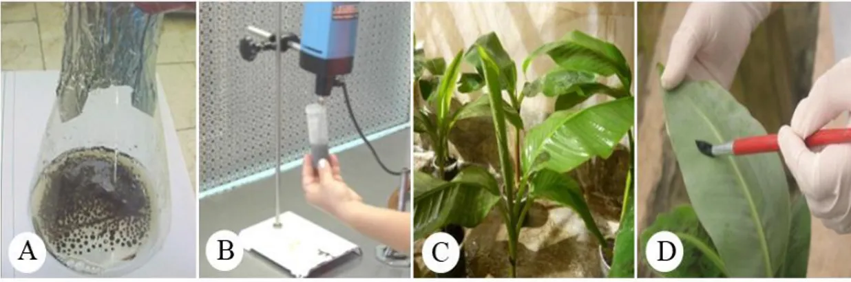 Figura  2.  Inoculación  artificial  de  plantas  de  Musa  spp.  con  una  suspensión  micelial  de  Mycosphaerella fijiensis  en casa de cultivo