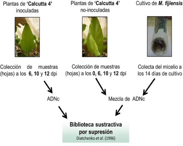Figura  3.  Diseño  experimental  realizado  para  la  obtención  de  una  biblioteca  sustractiva  en  el  cultivar resistente ‘Calcutta 4’, en respuesta a la infección con Mycosphaerella fijiensis