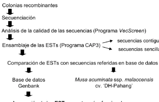 Figura  4.  Procedimiento  de  trabajo  a  seguir  para  la  identificación  de  las  ESTs  obtenidas  de  la  biblioteca  SSH  creada  a  partir  del  cultivar  resistente  ‘Calcutta  4’  en  un  estadio  temprano  de  la  infección con Mycosphaerella fij