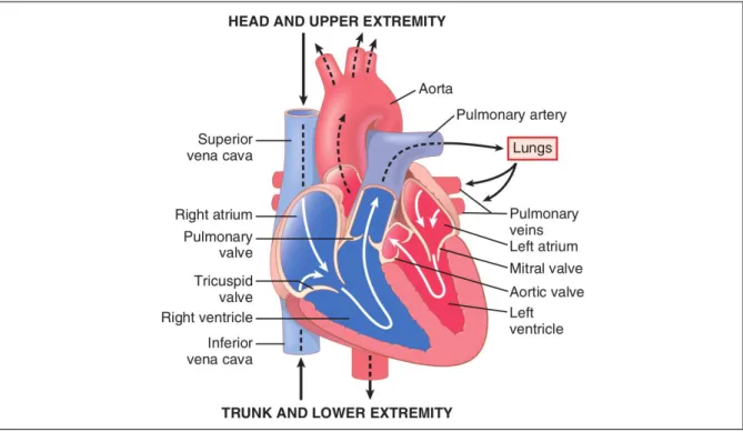 Figure 1.1. Heart anatomy showing the four chambers and the blood flux.