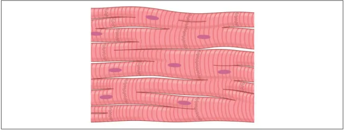 Figure 1.2. Heart tissue illustration. Taken from Guyton and Hall (2016).