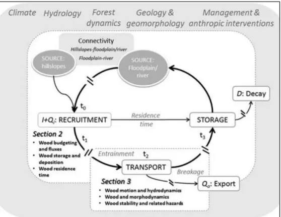 Figure  3.  Large  wood  dynamics  in  forested  river  basins  illustrated  as  a  cycle  where  recruitment  from  wood  sources  (i.e.,  hillslopes  and  fluvial  corridor)  might  be  transported  and/or  stored