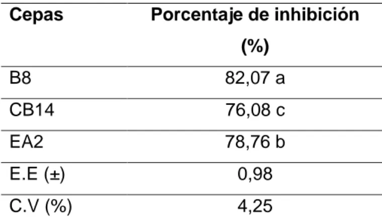 Tabla 3. Porcentaje de inhibición de cepas de actinomicetos sobre el crecimiento  micelial de M
