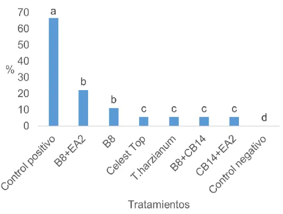 Figura 6. Porcentaje de incidencia post-emergente del tizón ceniciento del tallo en  semillas tratadas con cepas de actinomicetos, T