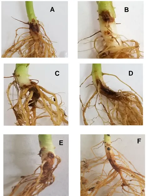 Figura 8. Lesiones en el tallo y raíces del cultivar de frijol común Quivicán a los 35  días posteriores a la inoculación del suelo con M