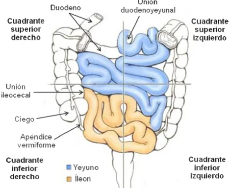 Figura 5. Anatomía del yeyuno e íleon. (Adaptada de Moore et al 2010). 