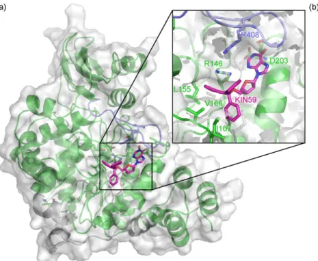 Fig. 4. Conversion of thymidine to thymine by wild-type and mutant D203A TP as a function of time and at different enzyme concentrations