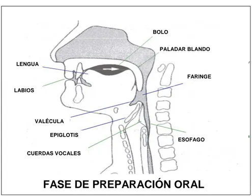Figura 1.- Fase oral de la deglución 