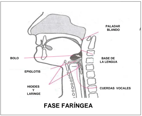 Figura 2.- Fase faríngea de la deglución 