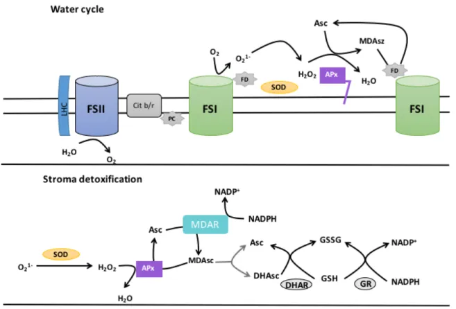 Figure 7. Above: The superoxide generated at the level of Photosystem I (FSI) is  eliminated in the water cycle by the concerted activity of SOD and APx