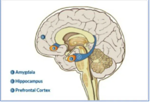 Figure 6 How mindfulness changes the brain. Source: Mindful Schools 2017 