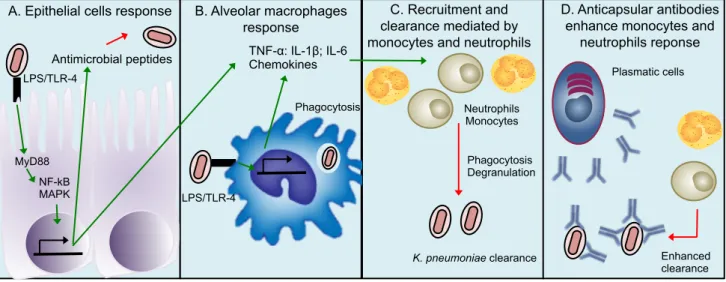 Figure 3: Immune response against K. pneumoniae. When K. pneumoniae infects the  alveoli,  (A)  epithelial  cells    and  (B)  alveolar  macrophages  recognize  it  by  TLR4  and  produce  several  chemokines  and  pro-inflammatory  cytokines  that  promot