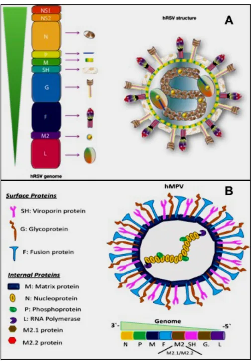 Figure  2.  Genome  and  Protein  Structure  of  hRSV  and  hMPV.  The  panel  A  showed  the  hRSV genomic organization and viral structure where is identified the 10 genes that codify to  11 proteins