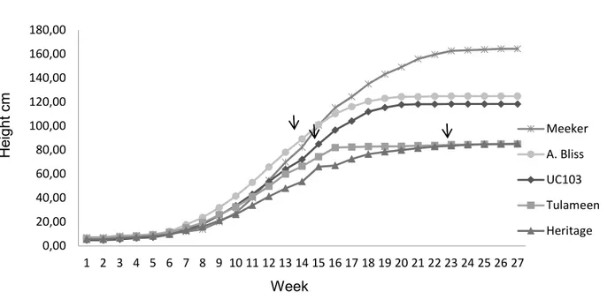 Figure 1. Growth curve of the five genotypes studied. (Arrows indicate the beginning  of flowering)