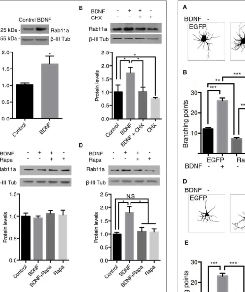 FIGURE 9 | The expression of dominant-negative mutants of Rab5 (Rab5DN) decreases BDNF-induced dendritic branching in hippocampal neurons