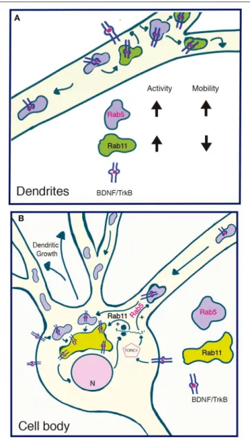 FIGURE 10 | Model summarizing the functional relationship between the early recycling pathway and BDNF/TrkB signaling
