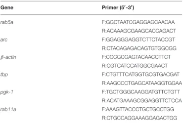 TABLE 1 | Primers used to evaluate the mRNA levels of Rab5a, Arc, β-actin, TBP, and PGK-1