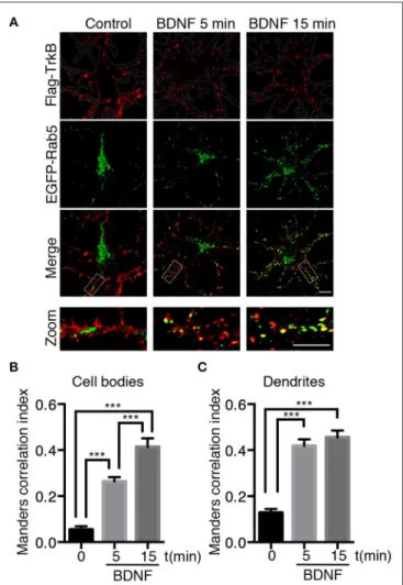 FIGURE 1 | Endocytosed TrkB receptors colocalize with Rab5 after BDNF stimulation in dendrites and cell bodies of hippocampal neurons