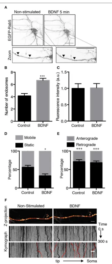 FIGURE 2 | BDNF increases the number and mobility of Rab5-positive endosomes in dendrites