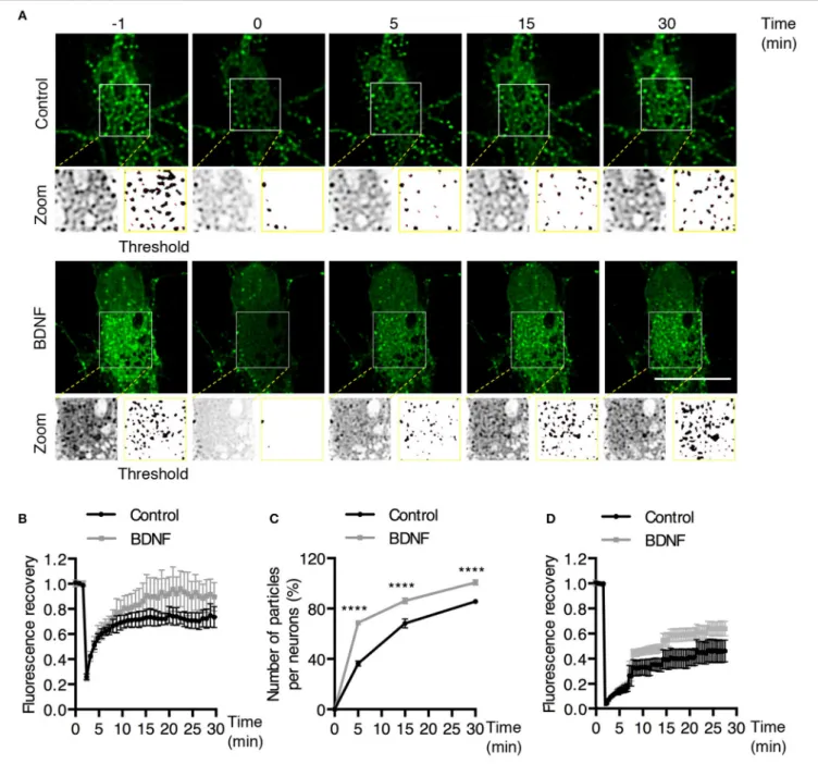 FIGURE 5 | BDNF increases the recovery of Rab5-positive endosomes after photobleaching