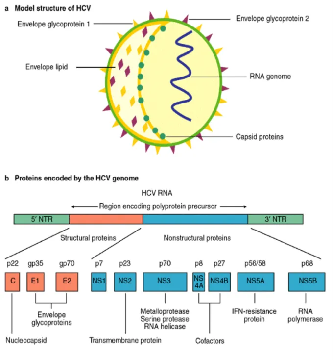 Figure II.1: Hepatitis C virus: model structure and genome organization. 