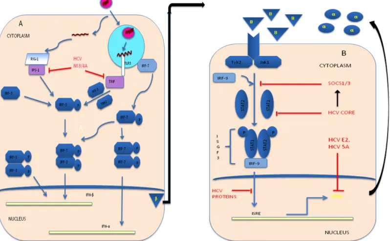Figure II.4: Evasion of Innate immune response by HCV: (A) Interference in IFN synthesis: Blocking of TLR 3 and RIG-1 signaling respectively, by  cleavage of the adaptor molecule TRIF and IPS-1 via HCV NS3/4A; (B) Interference in IFN-induced Effector mecha