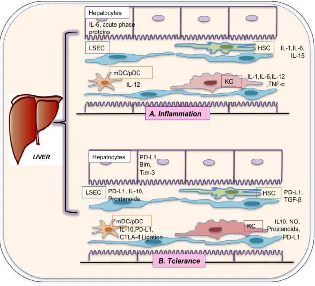 Figure II.5: Collective illustration of the hepatic cells with inflammatory and tolerance  activities  by  stimulation  of  different  molecules  or  receptors