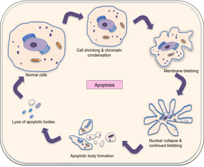 Fig II.6: Apoptosis-programmed cell death. 