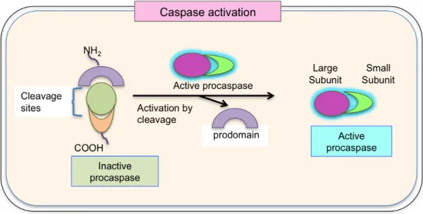 Figure  II.7:  Caspase  activation:  Inactive  proenzyme  (procaspase)  activated  by  proteolytic  cleavage  by  another  member  of  caspase  family  and  cleaved  two  fragments associate to form the active site of the caspase