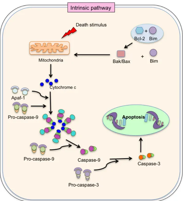 Figure  II.9:  Apoptosis:  Intrinsic  pathway.  Death  stimulation  up  regulates  Bcl-2  interacting  mediator  leading  to  the  separation  from  Bcl-2,  favoring  the  activation  of  Bax,  Bak,  which  form  pores  in  the  mitochondrial  membrane  le