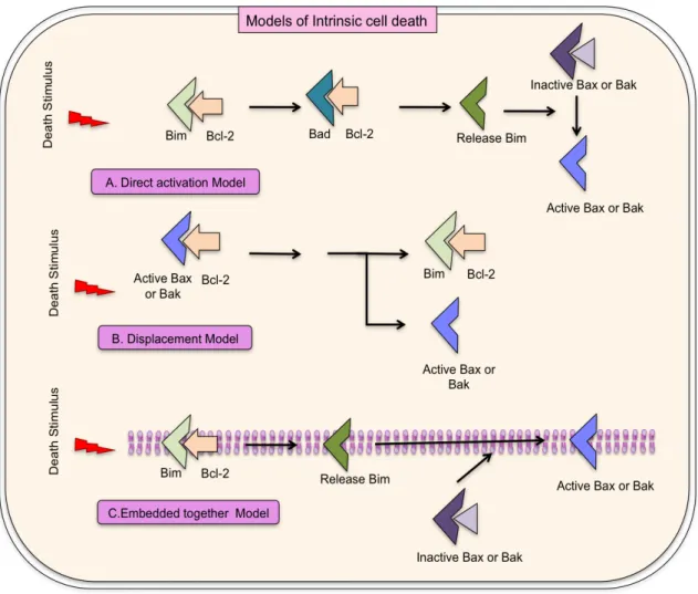 Figure II.10: Models for intrinsic cell death. A: Direct activation model postulates Bcl- Bcl-2  inter-  acting  mediator  (Bim)  is  required  for  activating  Bax  and  Bak