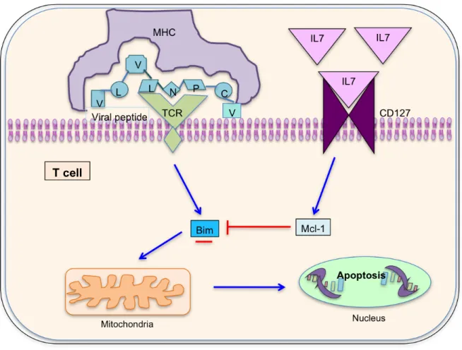 Figure II.12: Cell survival marker CD127 modulates Bim and myeloid cell leukemia  sequence-1  expression  on  hepatitis  C  virus-specific  cytotoxic  T  lymphocytes  after  cognate  antigen  stimulation