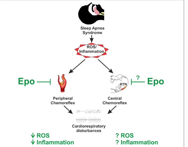 FIGURE 1 | Potential role of erythropoietin (Epo) on sleep apnea pathophysiology. Sleep apnea syndrome is characterized by augmented ROS and inflammatory molecules, which play a pivotal role on the pathophysiology by triggering augmented chemoreflex sensit