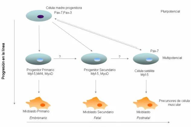 Fig. 1. Aparición de las distintas poblaciones de células madre durante la formación del tejido  muscular