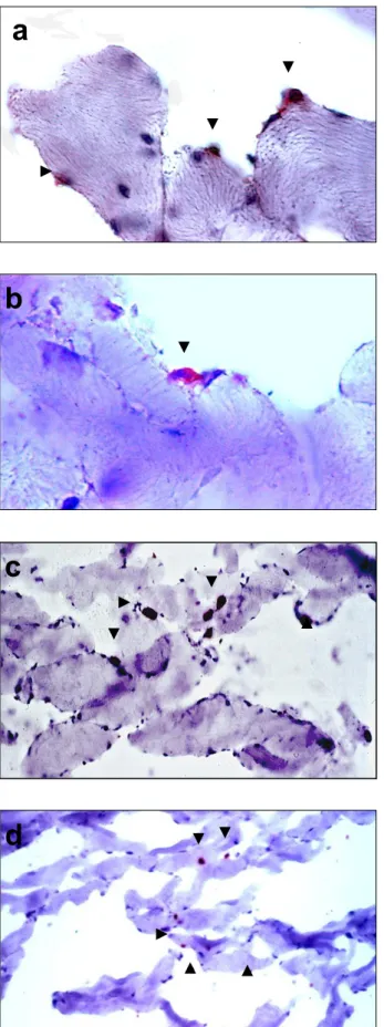 Fig.  12.  Músculo  dorsal  de  conejo,  células  que  muestran  el  inmunofenotipo:  a)  Myf­5  ( ▲ )  (M.O
