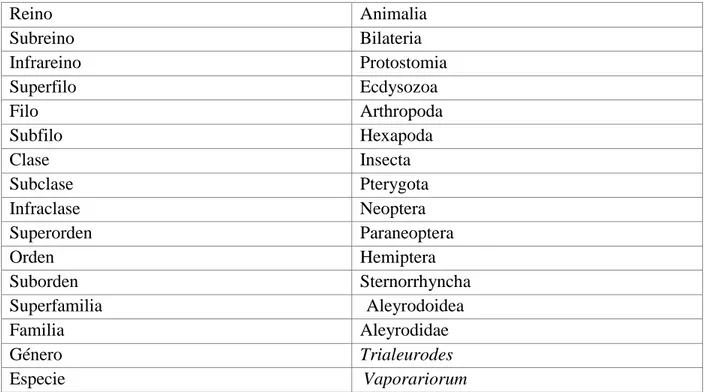 Tabla 2. Clasificación taxonómica de la mosca blanca Trialeurodes vaporariorum 