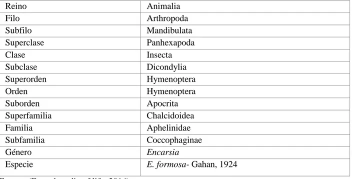 Tabla 3. Clasificación taxonomía de Encarsia formosa 