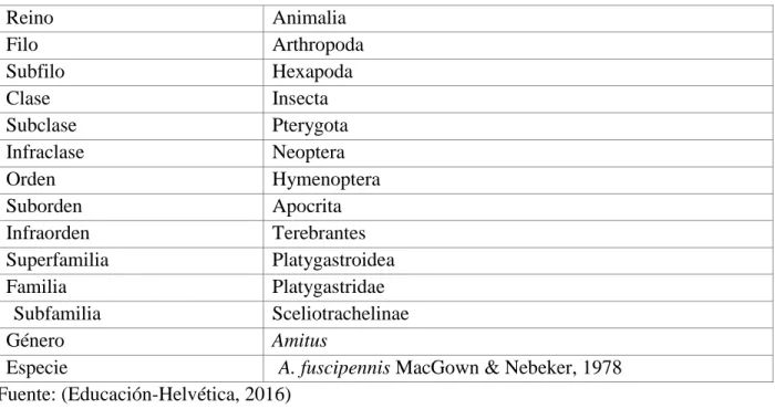 Tabla 4. Clasificación taxonómica de Amitus fuscipennis 